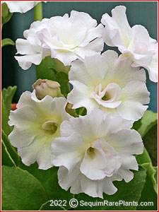 Primula 'Bewerly White'